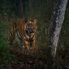 Tygr - Panthera tigris - Tiger o7940